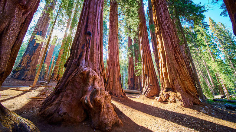 Sun shines through Giant Sequoias at Sequoia National Park in California.