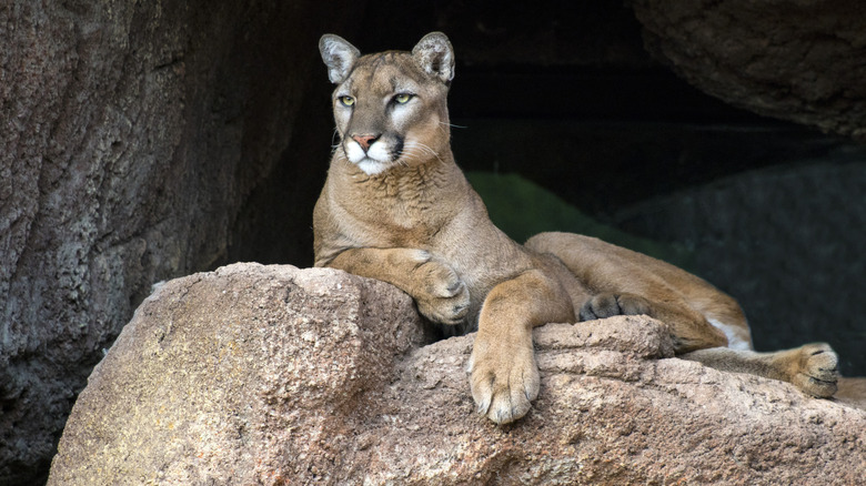A mountain lion lounges on a rock outcropping.