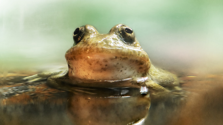 A mountain yellow-legged frog sticks its head out of the water.