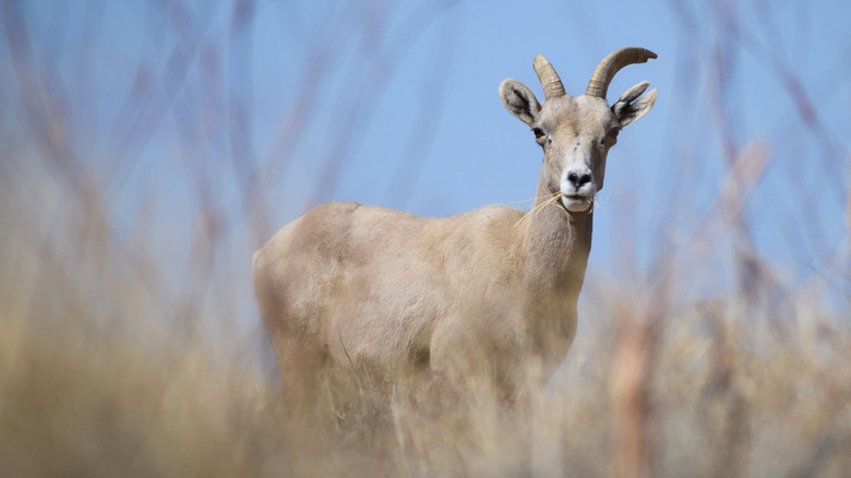 A Sierra Nevada bighorn sheep gazes at the camera while chewing grass.
