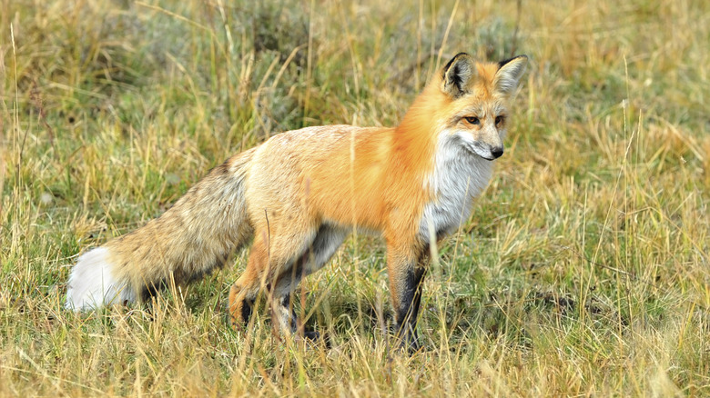 A Sierra Nevada red fox hunts for prey in tall grass.