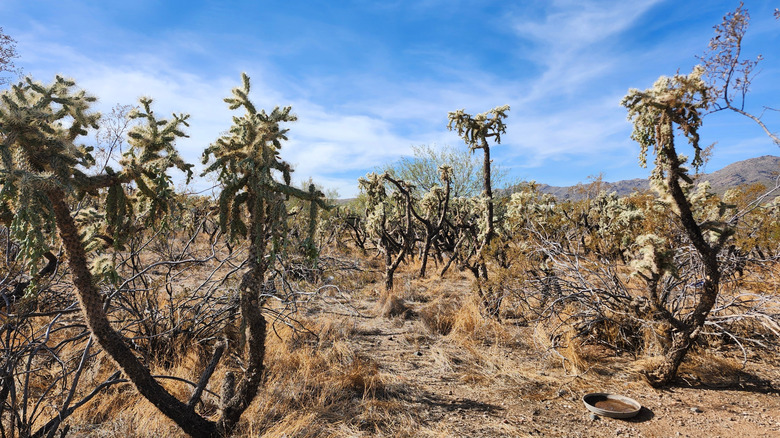 Desert plants dry landscape Black Canyon City nature