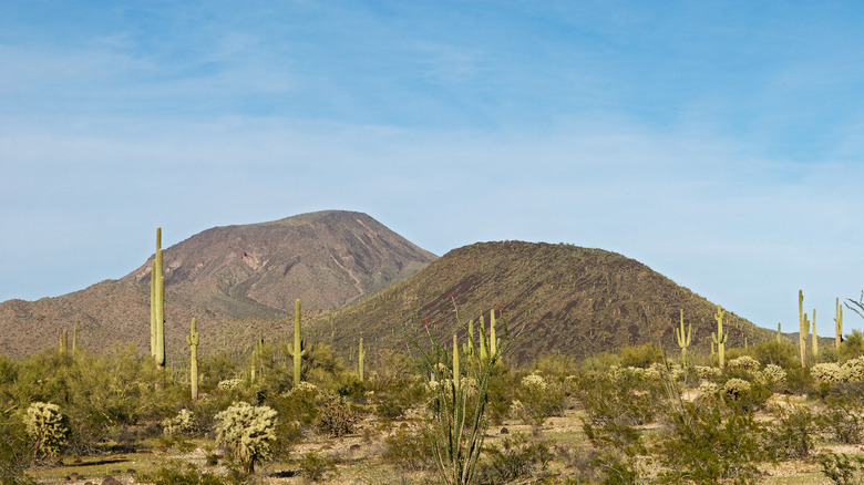 Table Top Mountains seen beyond cacti and desert landscape