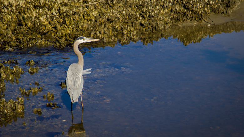 Boat slip on Sandy Island, South Carolina
