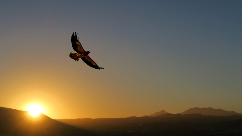 A  hawk flies through the desert at sunset.