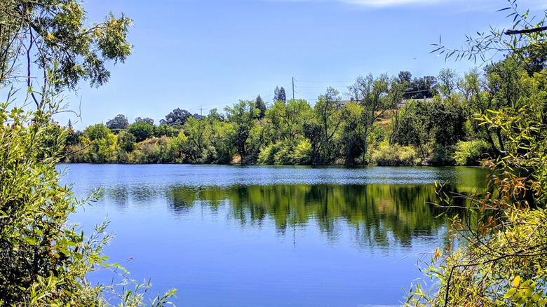 Greenery surrounding a lake at Shadow Cliffs Regional Recreation Area, California.