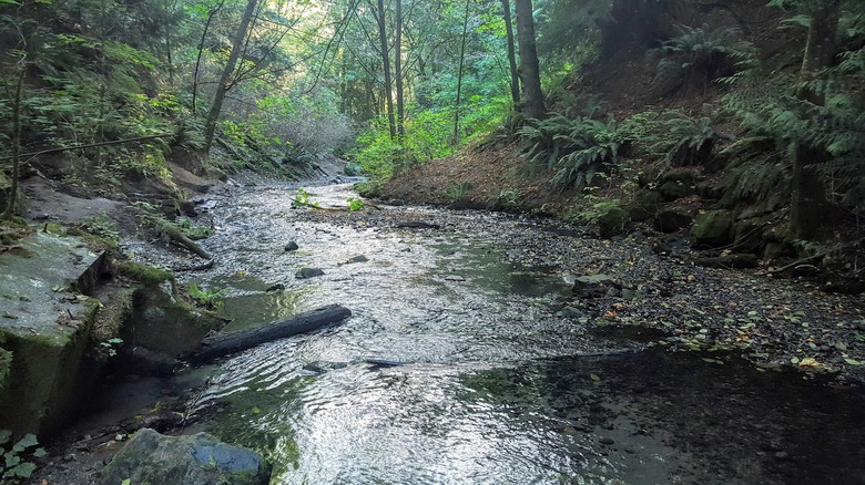 Boeing Creek in Shoreview Park
