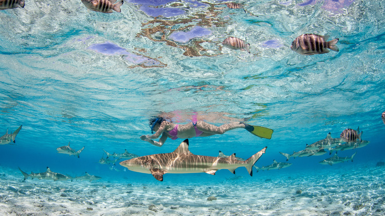 Woman swimming with a blacktip shark
