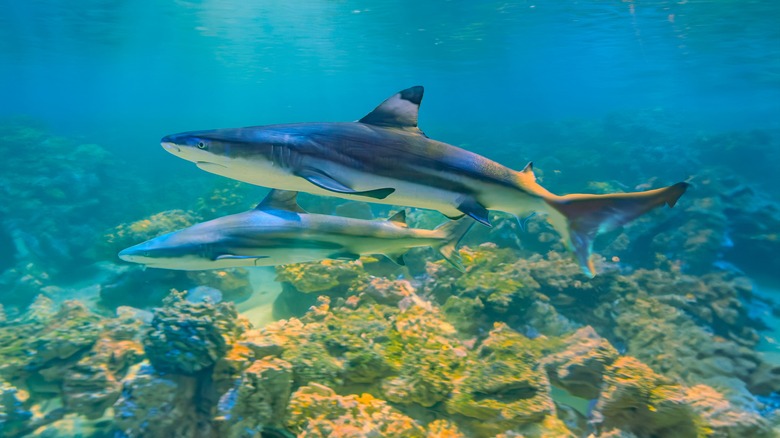Sharks swimming in the ocean