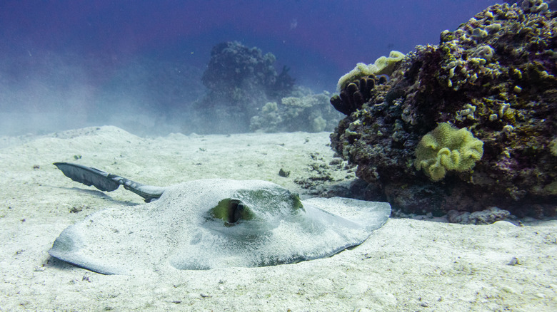 Stingray hiding in the sand