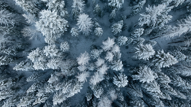 Snow-covered pine trees in forest