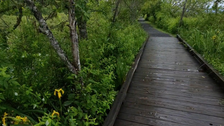 Wooden boardwalk path through Silver Lake wetlands in Seaquest State Park, Washington
