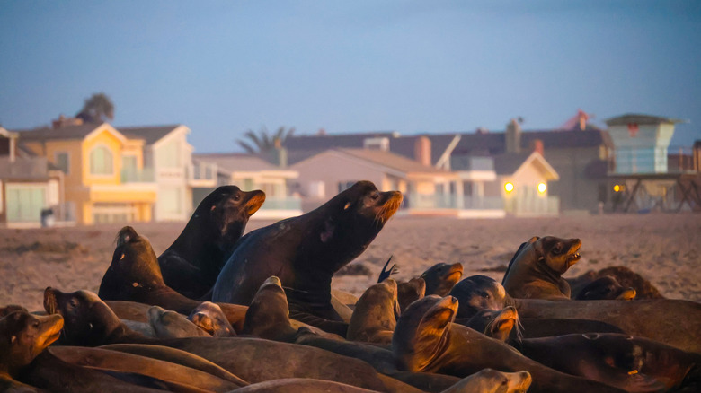Sea lions gather at Silver Strand Beach, Oxnard, CA