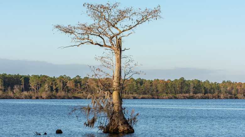 A tree in the water at Singletary Lake State park