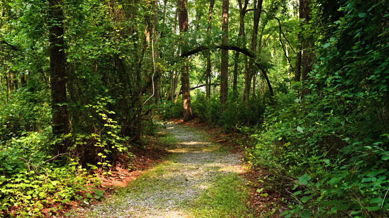 A tree-lined trail at Singletary Lake State Park