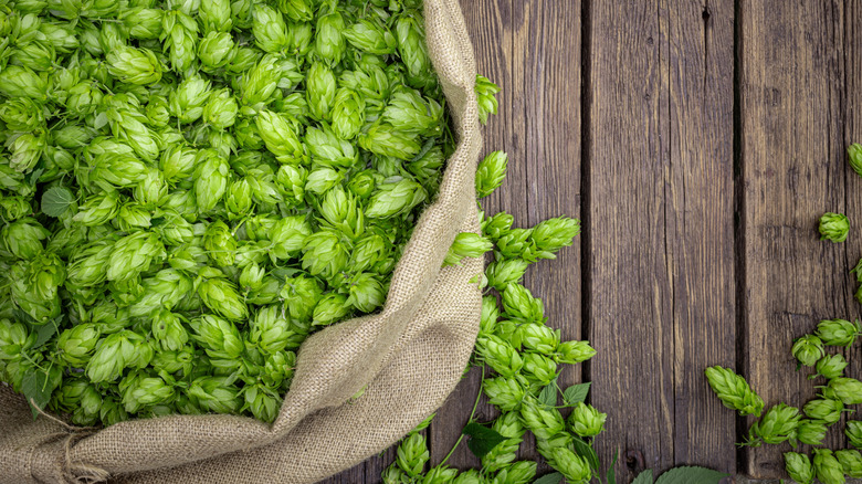 A potato sack full of hops