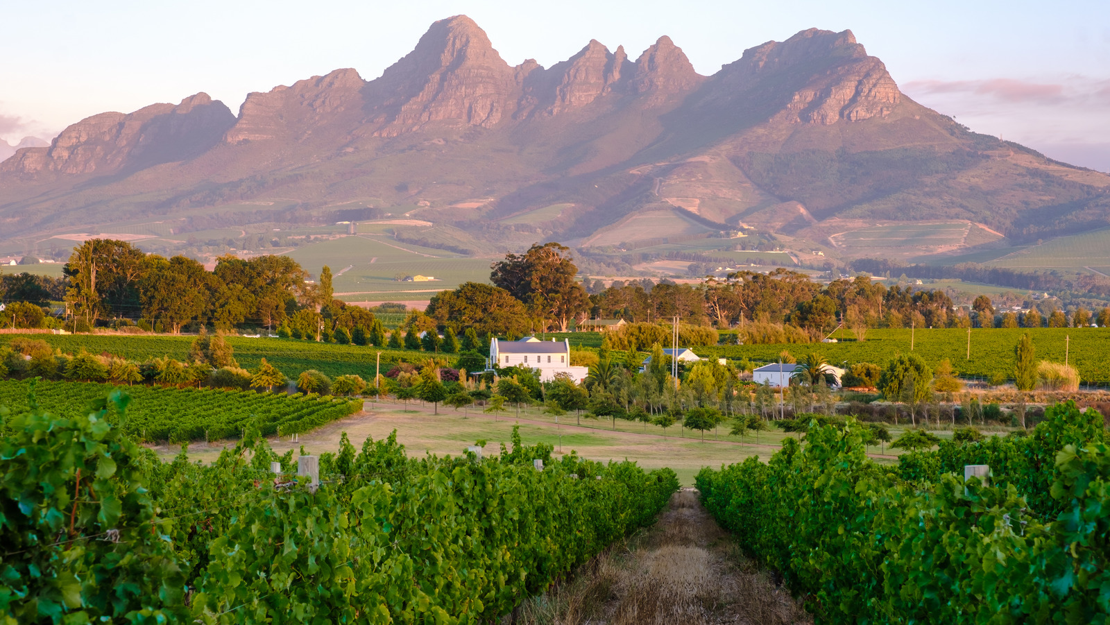 South Africa's Top TouristFriendly Wine Region Offers WorldClass Sips