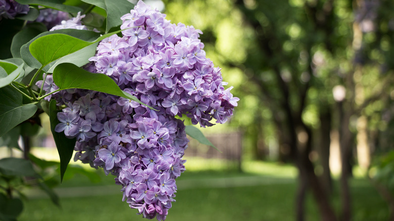 A close up of lilac blooms with blurred trees in the background