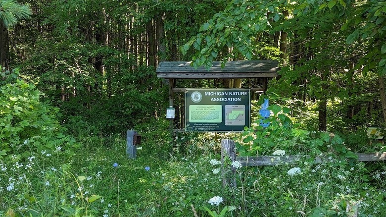 Green foliage and wildflowers in Dowagiac Woods