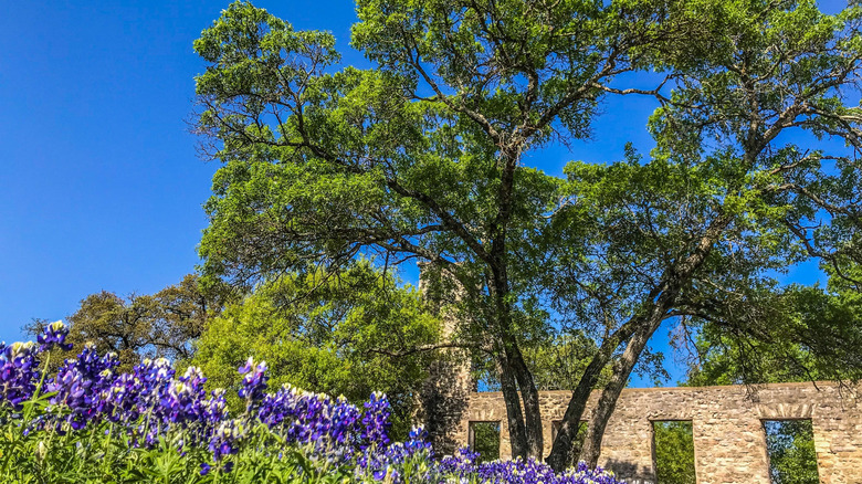 Salado Texas bluebonntes and original ruins