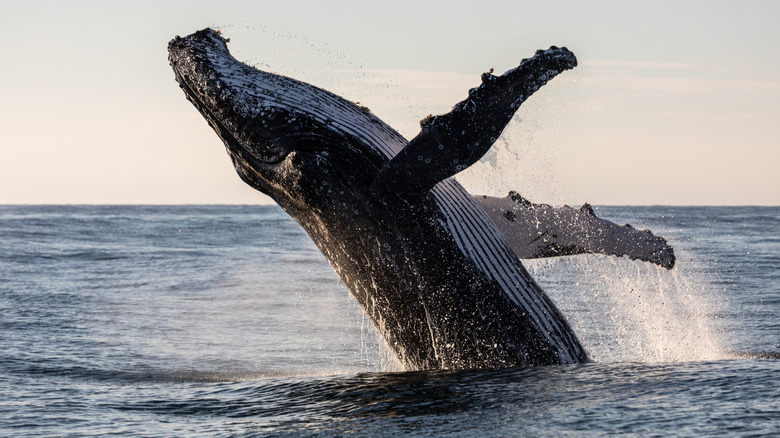 Humpback whale breaching water