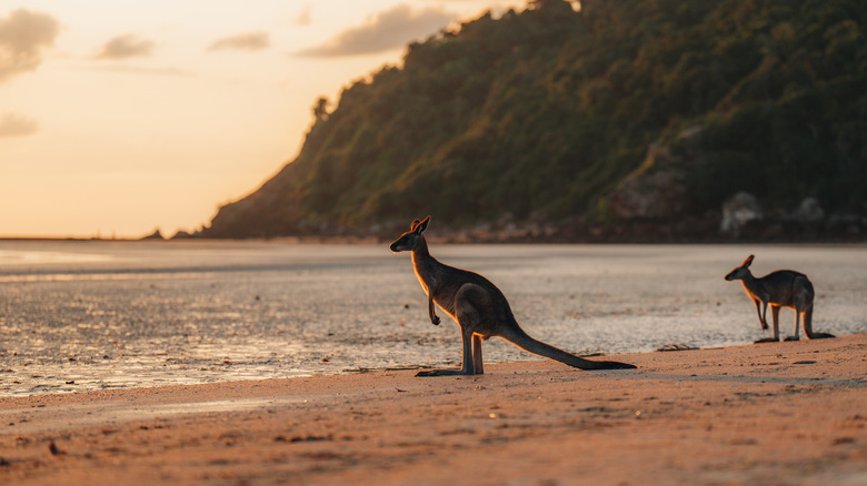 Kangaroos at Cape Hillsborough, Mackay