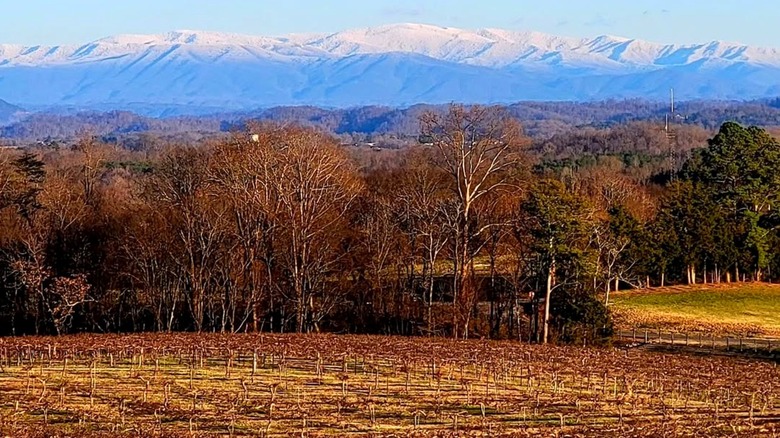 Tsali Notch Vineyards, Tennessee, in winter, with the Great Smoky Mountains dusted with snow in the background.