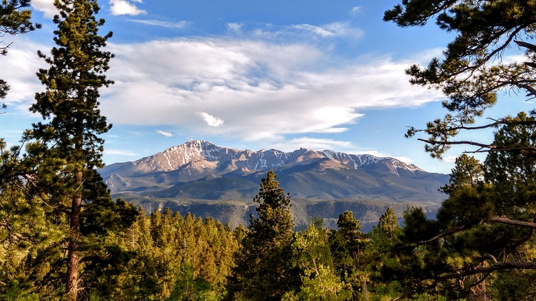 View of Pikes Peak between pines from just outside Woodland Park