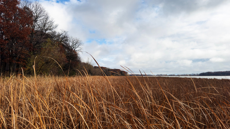 A view of marshes and Rice Lake in Richville, Minnesota