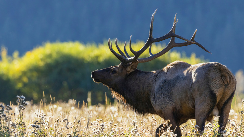 Bull elk scouting out the nearby meadow for prospective cows