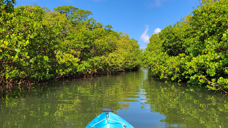 a kayak making its way through mangroves
