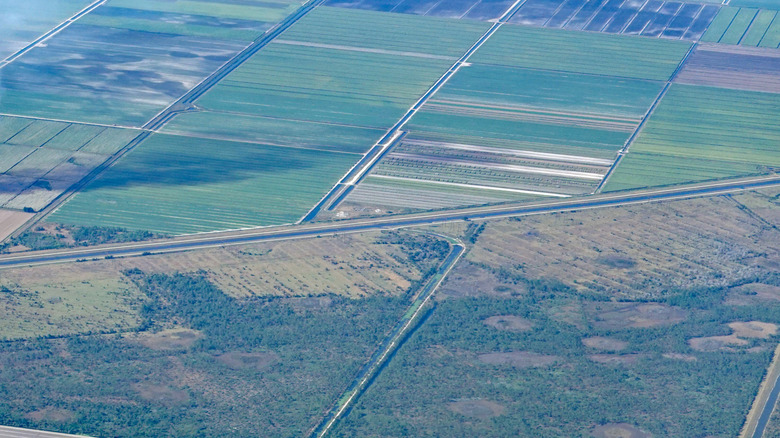Aerial view of sugarcane fields in South Bay Florida