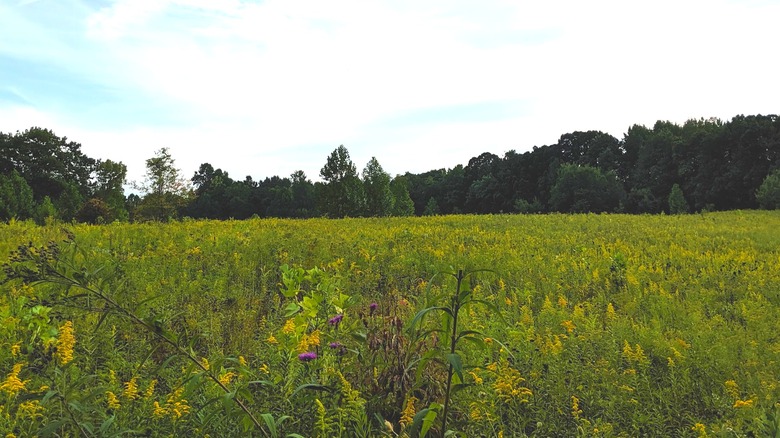 Meadow of tall grass surrounded by trees in Moraine Nature Preserve, Indiana