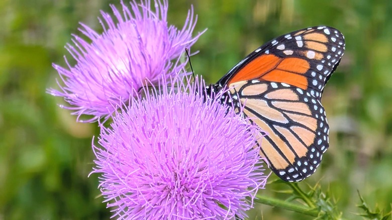 Orange butterfly on violet thistle in Moraine Nature Preserve, Indiana
