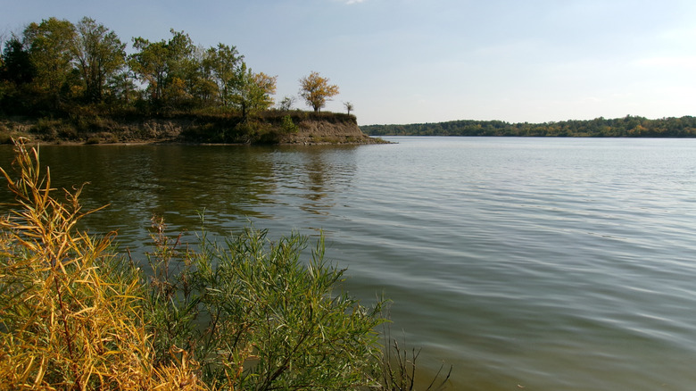 Trees and plants on the shoreline of peaceful Salamonie Lake