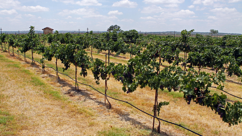 Rows of grapes growing in Central Texas vineyards, near Comanche
