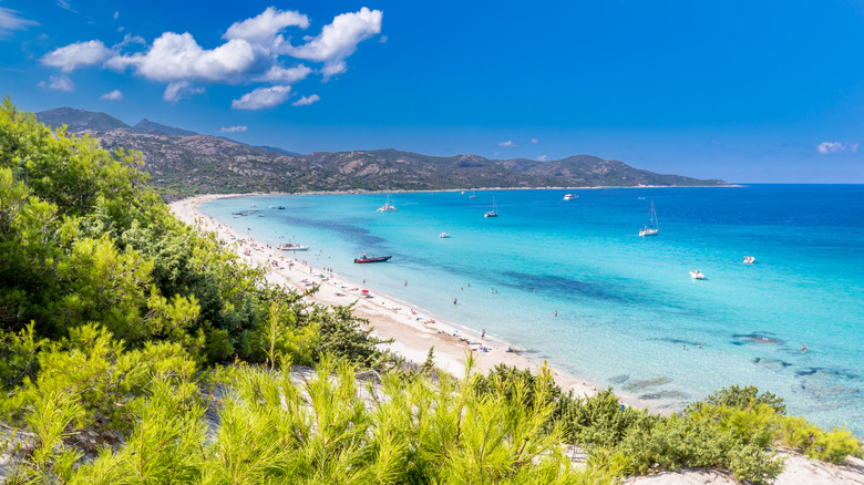 Saleccia beach in Corsica
