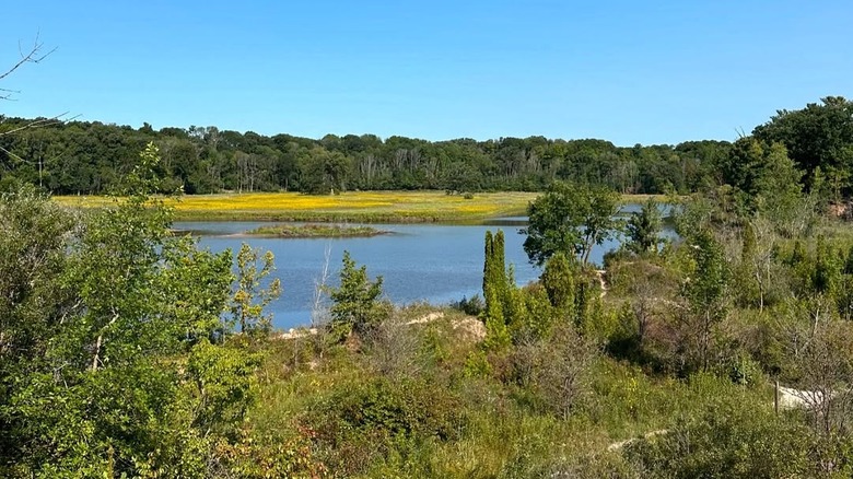 Greenery around water in Henry Schuette Park