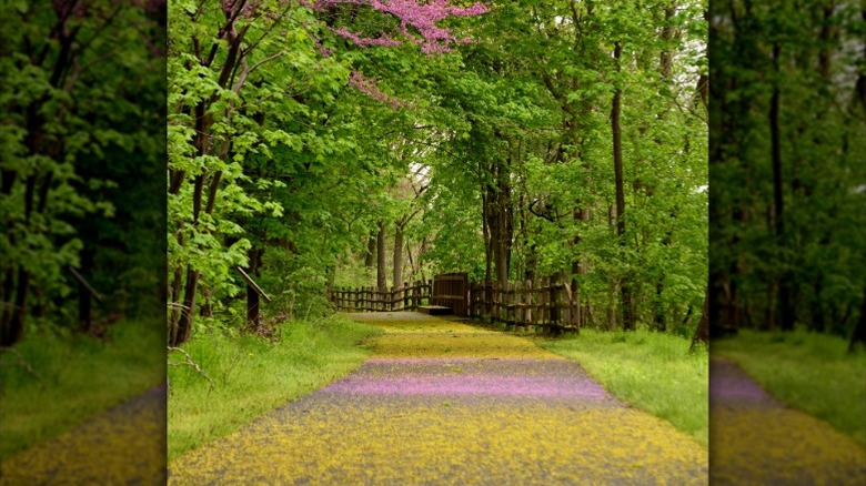 A biking and walking trail with a wooden fence on one side and surrounded by large trees on either side