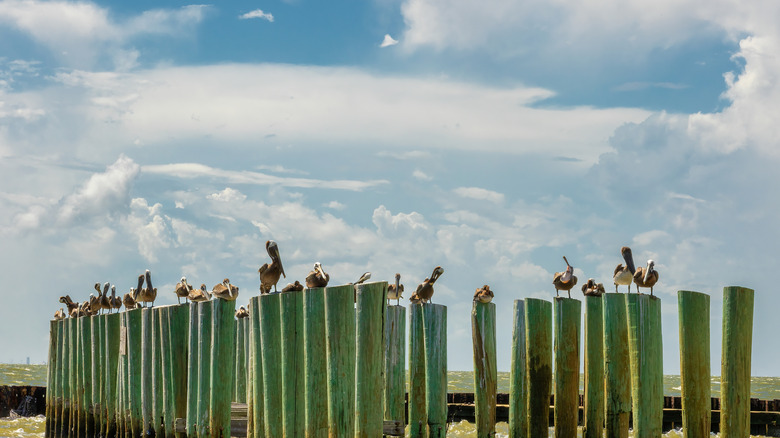 seagulls by the beach