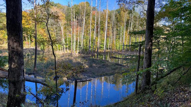 View of a body of water surrounded by trees at Morgan-Monroe State Forest, Indiana