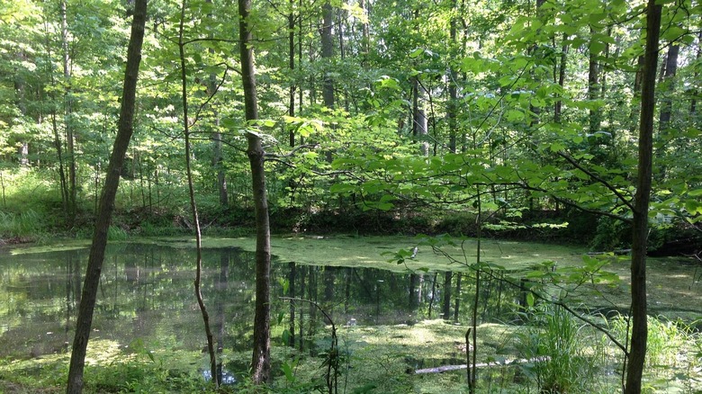 A pond along the rock shelter in Morgan-Monroe State Forest, Indiana