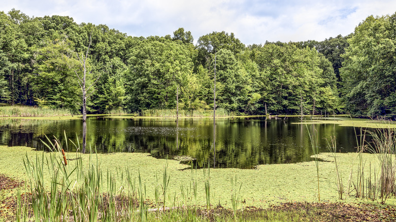 A pond in North Vernon, Indiana, surrounded by greenery