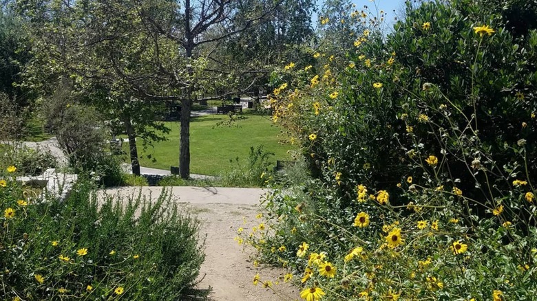 Nature scenery at Augustus F. Hawkins Natural Park near Huntington Park, California