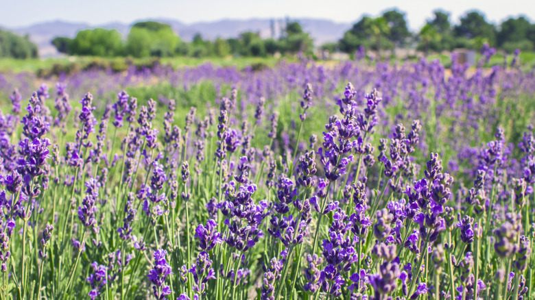 lavender field in California