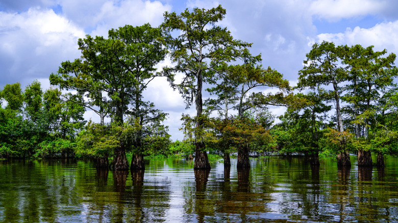 Cypress trees in Henderson Swamp