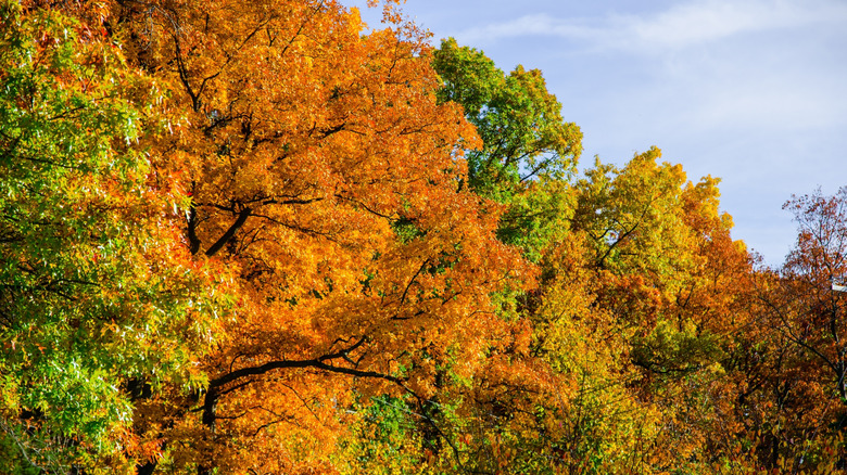Trees in the fall changing colors at Kensington Metropark in Milford, Michigan