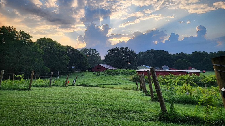 Vineyard view of Stillwaters Farm with farm houses in the distant background during the evening.