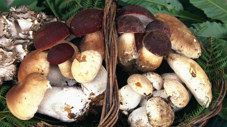 Porcini Mushrooms in a basket