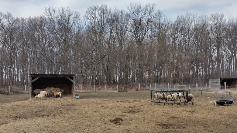 Farm animals at the Concord Zoo in Oconomowoc